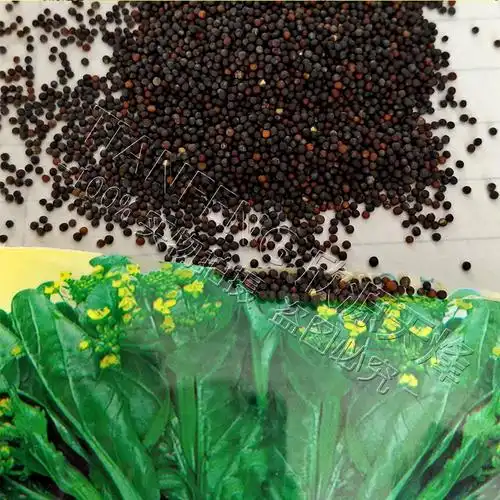 28天矮脚菜心种子四季播迟花甜菜心夏季四九广东菜苔菜薹蔬菜种籽耐热