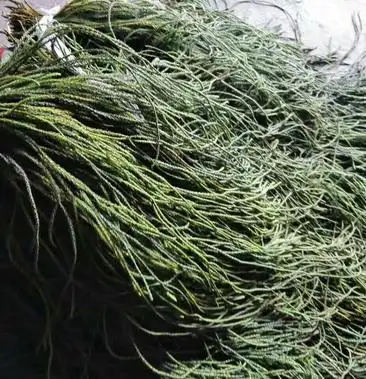 [伸筋草批发]马尾伸筋草!马尾草!伸筋草价格860.00元/斤 - 一亩田