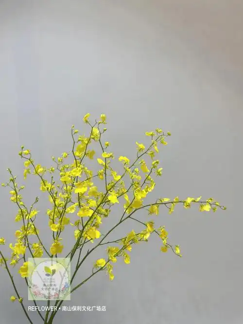 花材分享94跳舞兰 又名文心兰7867花语:快乐无忧 吉祥如意