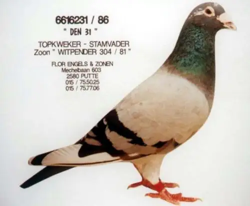 福禄·恩格斯231近血_宏鸽伟业_ag188.com爱鸽商城_中国信鸽信息网