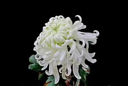 缅怀逝者图片菊花