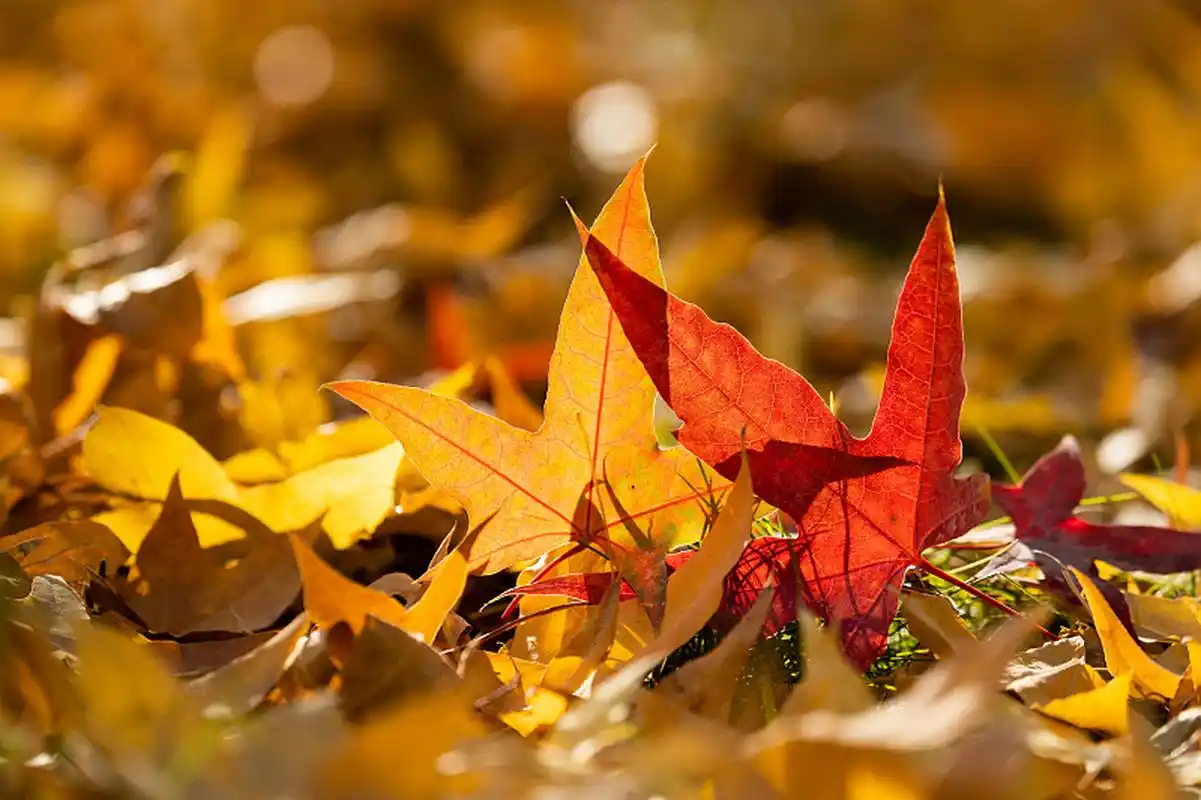 如何应对"秋乏"③调摄情志  秋意渐浓,大自然呈现