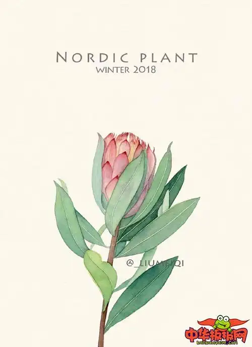 水彩画植物花卉图片超美的水彩绿植