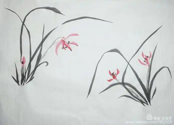 我的兰花画(初学篇)