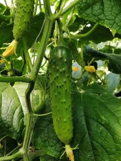 现摘东北旱黄瓜水果小黄瓜5斤 青瓜新鲜蔬菜生吃非白玉东北旱黄瓜