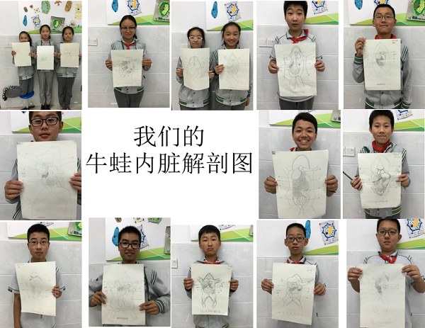 初一生物选修课牛蛙解剖五记