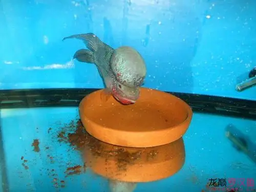 又是条繁殖最佳的罗汉鱼