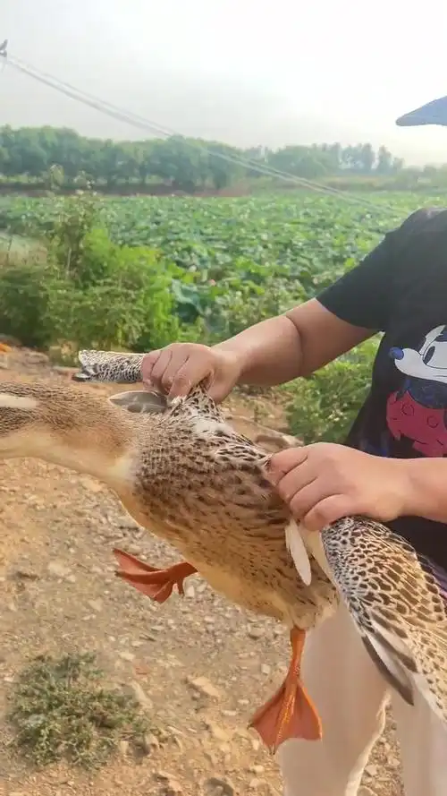 二姐抓鸭子啦,涨知识时间,听听鸭子叫声的区别