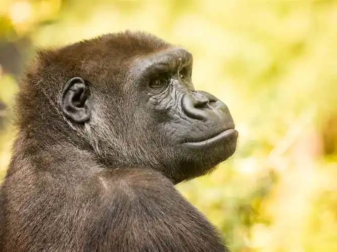 下载1024x768 大猩猩回头看 桌布, 图片