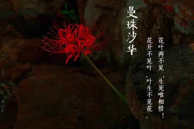 有叶子时看不到花,花叶两不相见,生生相#曼珠沙华  #彼岸花  #花语