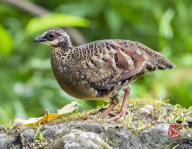 难得一见的褐胸山鹧鸪