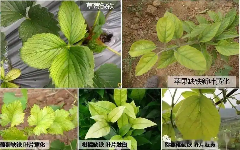 作物黄叶,是缺素还是病害?很多人都分不清(3分钟全懂)