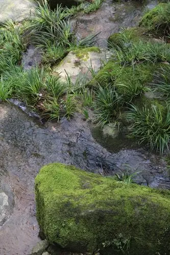 青苔覆盖溪石,野生水苍蒲相伴相偎