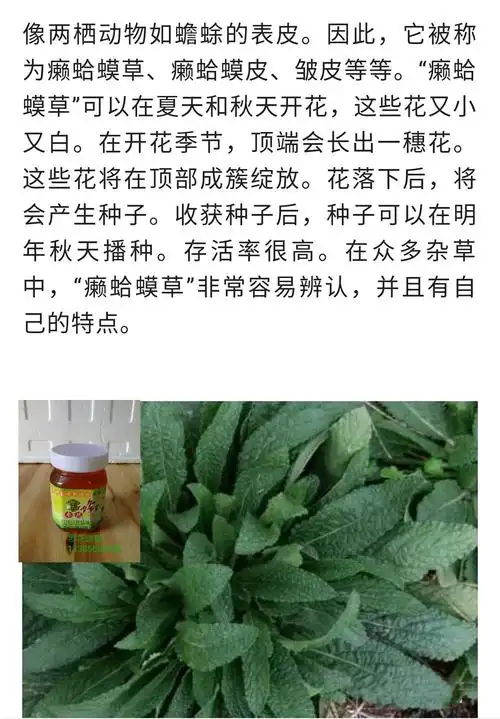 中药材——癞蛤蟆草