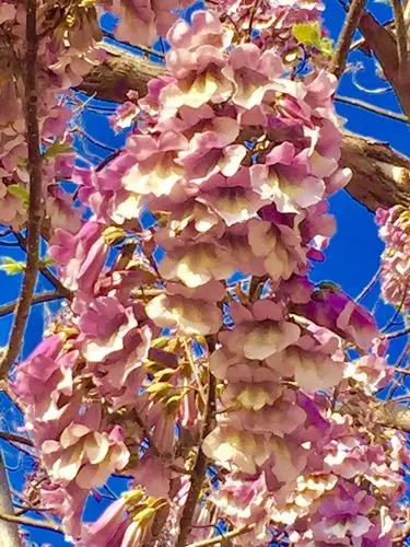 驿城新区大道边有两颗梧桐树开花很漂亮.