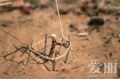 野外狩猎之陷阱的制作