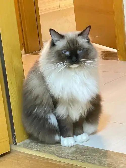 布偶猫重点色超温柔的欧巴