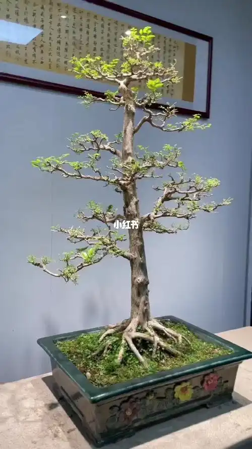 九里香盆景美如画欢迎观赏