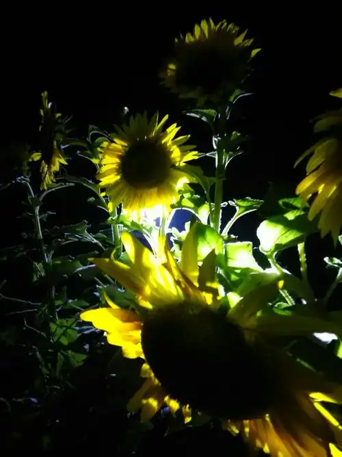 赏花 夜幕下的向日葵 写美篇  晚上七点半推车去夜骑,突然想起上善