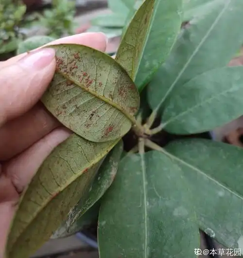 高山杜鹃叶背有褐色斑突求解