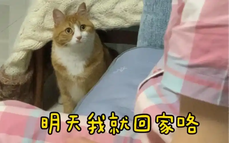 姥姥明天回家了,于是小橘就