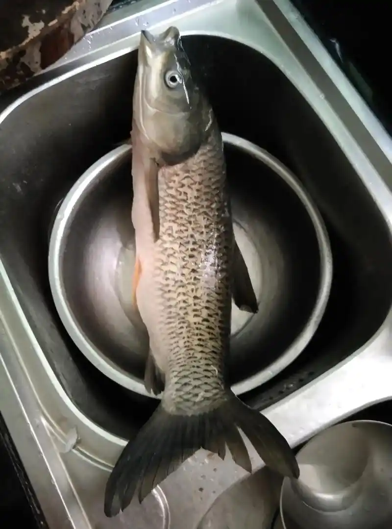 1条大草鱼做了4道菜,清蒸鱼骨头,生鱼片,鱼丸子,鱼肉让豆 - 抖音