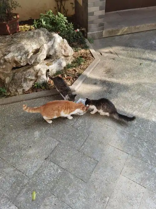 桂花树下野猫们