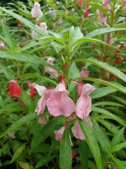 漂亮凤仙花却含促癌物质会渗入土壤不要在它周边种菜
