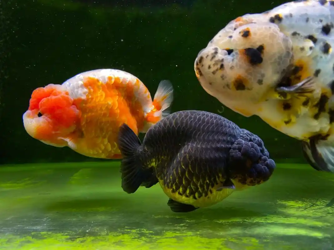 看到了就会治愈的金鱼波妞 我爱好是养金鱼,发一套我养的胖胖猪们.