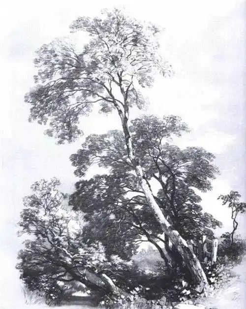 素描插画-国外各种各样素描树的写生作品欣赏