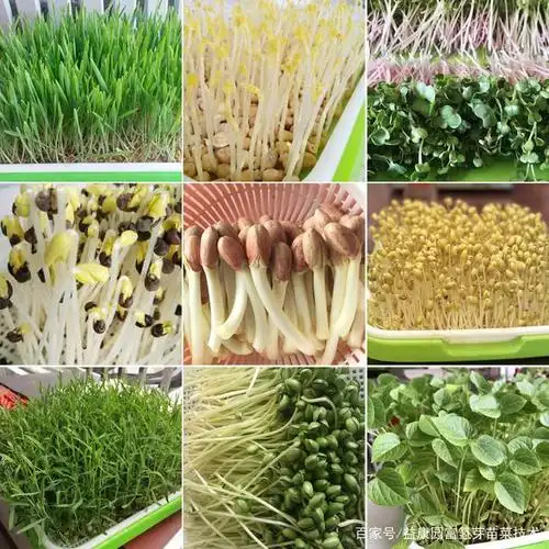 室内种植致富项目