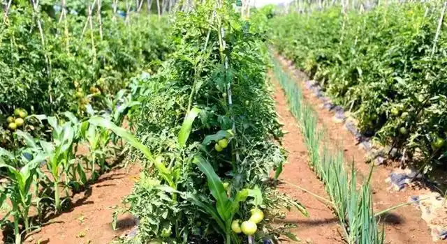 农作物搭配种植能成为天然好邻居连化肥农药都省了