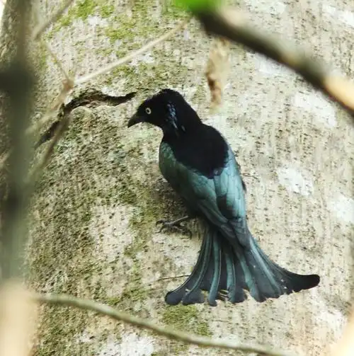 苏拉威西发冠卷尾