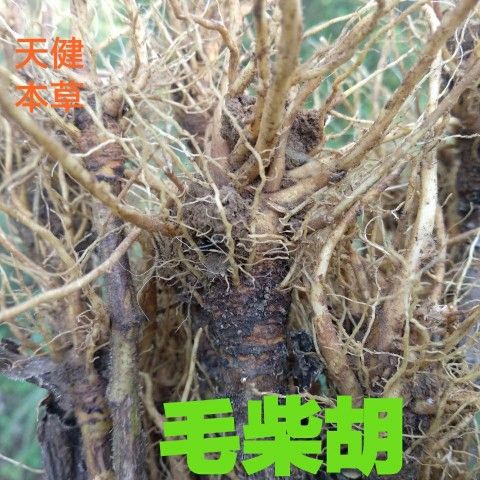 毛柴胡中药材毛连菜枪刀菜毛牛耳大黄250克500克新鲜干货