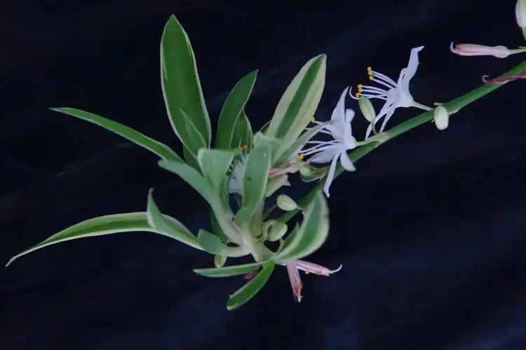 金边吊兰开花了