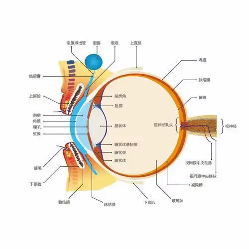 趣味科普眼球的结构