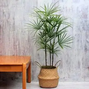 细叶金山棕小叶棕竹绿植净化空气植物盆栽室内耐荫耐寒客厅阳台