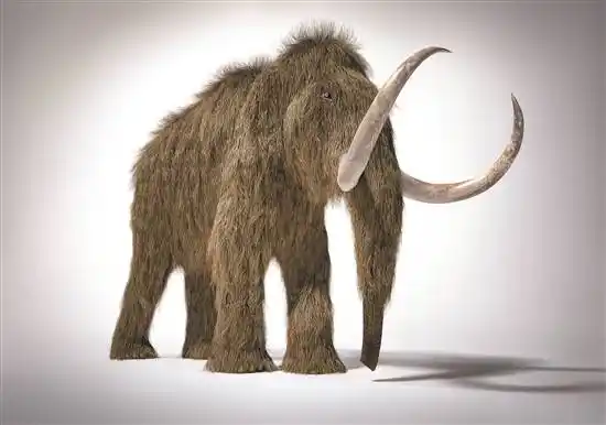 古菱齿象复原图(资料图片)剑棱齿象的骨骼复原图图/视觉中国恐象复原