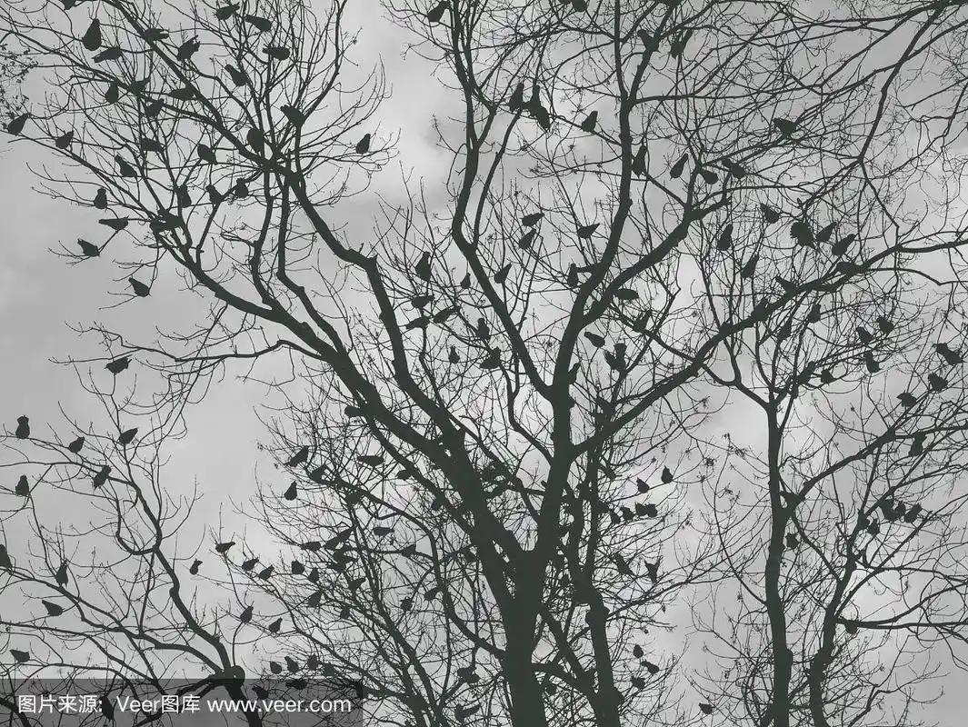 图案树上有一群乌鸦.