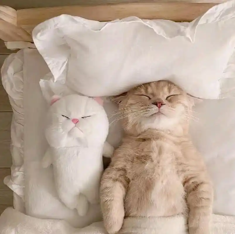 小猫睡觉的样子简直太可爱了#悬笑##搞笑趣图