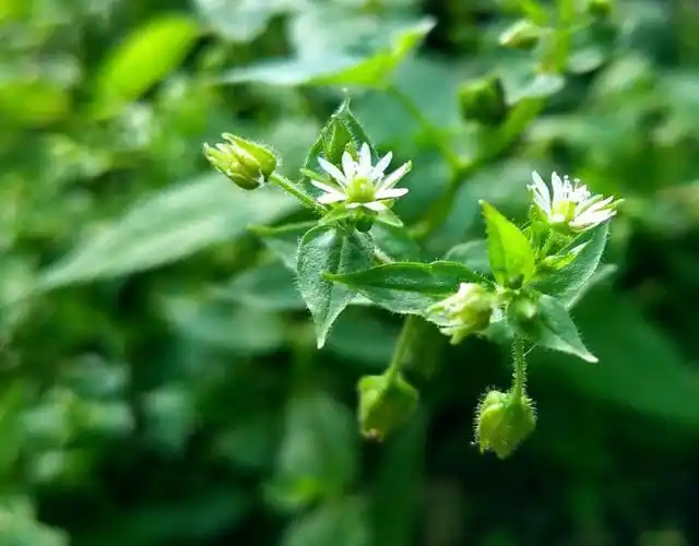 导读:菜园常见的鹅肠草,只知道拔它喂猪,却不知它作为药材卖8元一斤