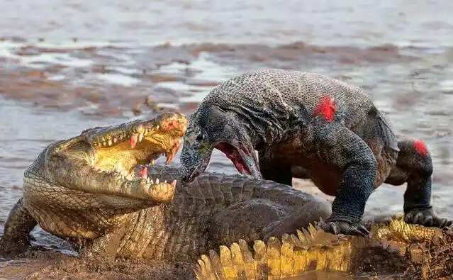 科莫多巨蜥和非洲鳄的碰撞,谁会占据上风?