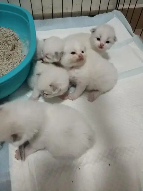 这几张照片是上一窝小猫,上一窝也是六个崽,全部是双色的,也没有花脸