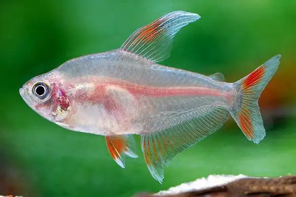 小型热带观赏鱼——大钩扯旗_钓鱼信息_科技时代网