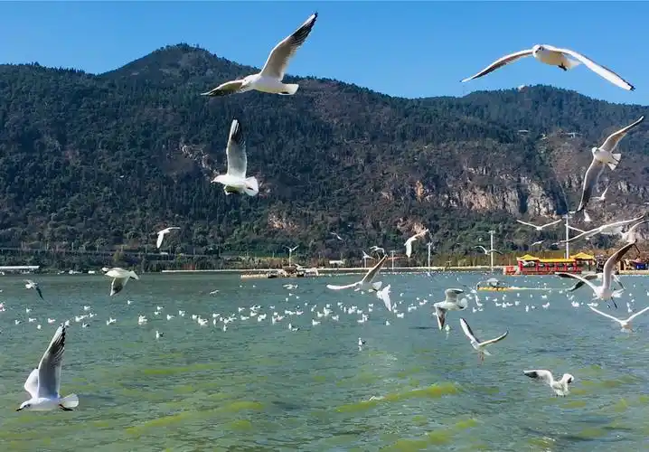 昆明海埂公园观红嘴鸥