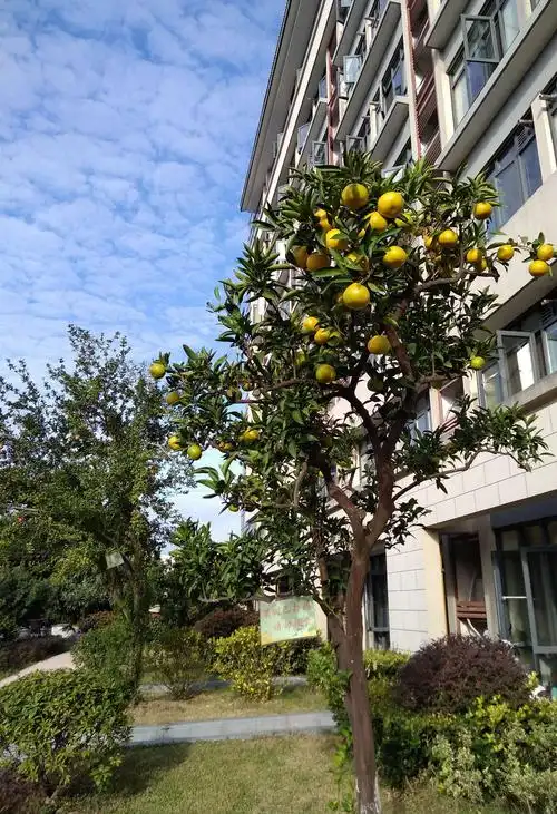 楼前的桔树