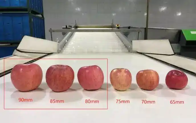 18名中老年女工两排站立,正在进行手工分拣,按照苹果颜色,大小,硬度