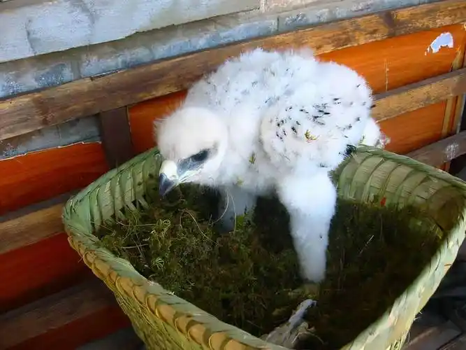 过了大概四天的时间,那金雕的雏鸟就死了,吴永田和杨海军想着,既然死