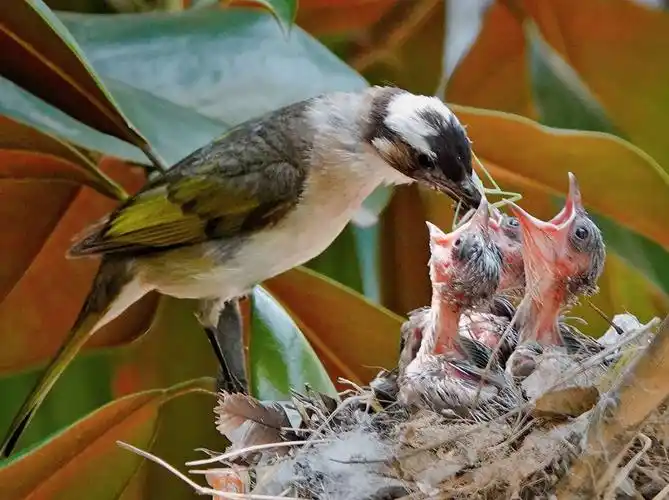 用相机记录白头翁哺育幼鸟每一个画面呈现出鸟类的母爱从喂食到用身体