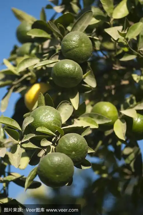 绿色的小柑橘在树上